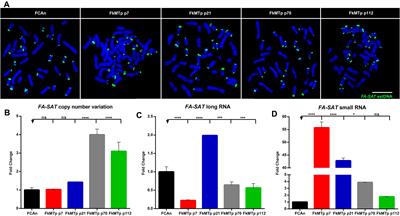 DNA Methylation Patterns of a Satellite Non-coding Sequence – FA-SAT in Cancer Cells: Its Expression Cannot Be Explained Solely by DNA Methylation